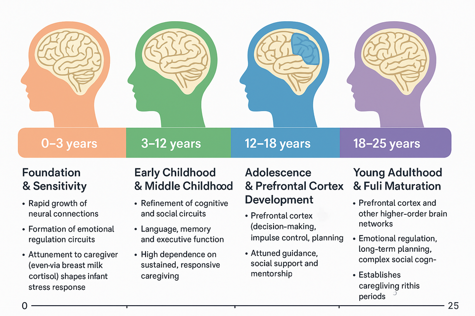 Personality Disorders as Misread Developmental Outcomes: The Case for Attunement, Trauma, and the Patriarchal Operating System